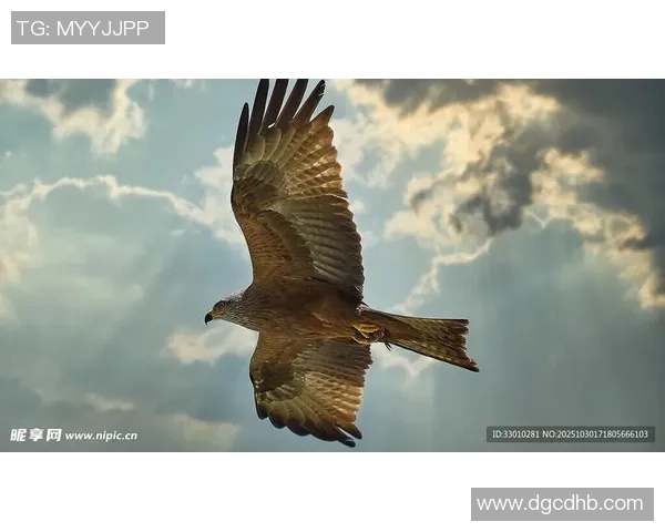 《雄鹰翱翔天际探秘:揭秘老鹰的生存智慧与飞行技巧》 《雄鹰翱翔天际探秘:揭秘老鹰的生存智慧与飞行技巧》